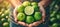Fresh tangy lime held in hand with selection of limes on blurred background for text placement