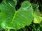 fresh taro leaves with water splash on the surface