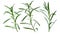 Fresh tarragon (Artemisia Dracunculus)