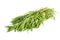 Fresh tarragon herb