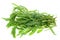 Fresh tarragon herb