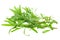 Fresh tarragon herb