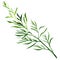 Fresh tarragon herb isolated on a white background