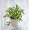 Fresh tarragon herbs in a bunch. Aromatic healthy spices on a light wooden background in a jar