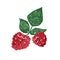 Fresh tasty hand drawn raspberry with leaves vector flat illustration. Ripe organic natural red berries isolated on