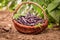 Fresh and tasty purple beans in a old wicker basket