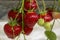 Fresh tasty ripe  red and unripe green strawberries growing on strawberry farm