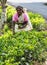 Fresh tea bud and leaves pickers in Hills of Sri Lanka