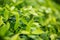 Fresh tea bud and leaves.Tea plantations. natural green plants landscape, ecology, fresh wallpaper concept.