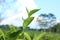 A fresh tea leaf with blue light sky closeup