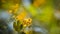 Fresh and tender flowers of nipplewort, swallowwort, greater calendine in sunlit spring meadow, Chelidonium majus, macro texture