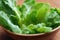 Fresh tender green lettuce leaves for healthy organic diet.