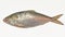 Fresh tenualosa ilisha or hilsa fish on white background