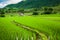 Fresh Terrace rice field
