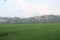 Fresh terrace rice field over the mountain range and beautiful summer day