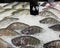 Fresh Thai Carp or Tilapia freezing on ice with price tag and copy space at fish market.