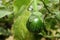 Fresh thai kermit eggplant in garden