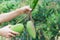 Fresh thai mangoes in garden with blue sky background