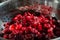 Fresh thawed seedless cherries in a metal colander