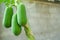 Fresh three papaya fruit hanging green tree.