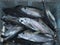 Fresh Thunnus albacares or yellowfin tuna in a basket at Sarahama fishing port in Irabu island,