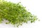 Fresh thyme herb in closeup