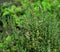 Fresh Thyme Herb grow outdoor. Thyme plant leaves Close-up. Fresh Organic flavoring Thyme plants growing.