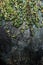 Fresh thyme twigs on rustic background, top view