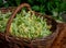 Fresh Tilia flowers in a basket in garden.