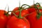 Fresh tomates on white background