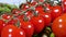 Fresh tomato harvest for traditional italian cuisine and foods. Organic farming authentic video. Vegetable garden