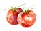 Fresh tomato illustration. Hand drawn watercolor on white background.
