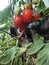 Fresh tomato photo taken on the tree