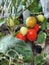 Fresh tomato photo taken on the tree