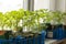 Fresh tomato seedlings on the windowsill