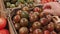 Fresh Tomato Selection: A Healthy Grocery Choice for Eco-conscious Shoppers