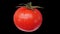 Fresh tomato with water droplets spin and float - isolated on neutral gray. Seamless loop, alpha channel included