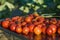 Fresh Tomatoes cherry. Young tomatoes cherry harvest. Landscape. A backdrop of tomatoes cherry. Street vegetable market. Group of