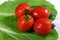 Fresh tomatoes on the green colza background