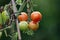 Fresh tomatoes with raindrops