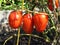 Fresh Tomatoes Ready for Harvest