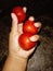 fresh tomatoes sold in several traditional markets in Denpasar Bali