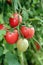 Fresh Tomatoes on a stem.