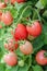 Fresh Tomatoes on a stem.