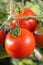 Fresh tomatoes on tomato bush in a garden