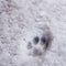 Fresh trace of cat`s paw print on the white snow