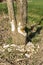 Fresh traces of beaver foraging visible on the trunk of the tree.Visible fresh activity of the beaver on the tree in spring season