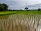 Fresh tranquil evening scene of farmers in light green rice sprout paddy field with trees, water reflection, village and sky