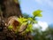 Fresh tree saplings growing out of the cut branch