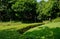 Fresh-trimmed hedges in sunny summer afternoon